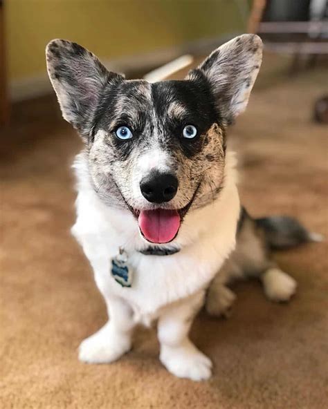 Corgi Husky Mix: Info, Tips & 5 Amazing Images Included