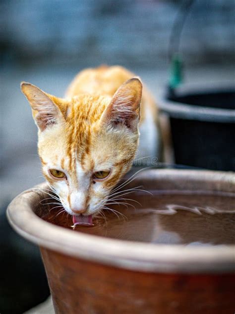 Vertical Portrait Of A Ginger Street Cat Drinking Water Stock Photo