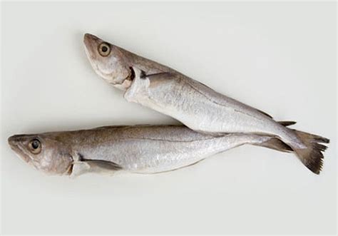 Путассу Фото Рыбы С Головой – Telegraph
