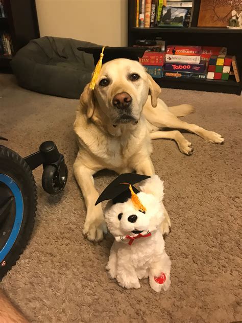 My sister-in-law’s service dog, Chicory, has attended every class with