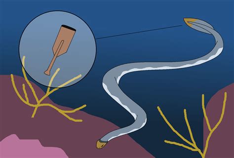 Paddle Tail by WildandNatureFan on DeviantArt