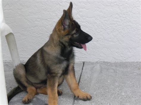learned  german shepherd jumping gsd puppies