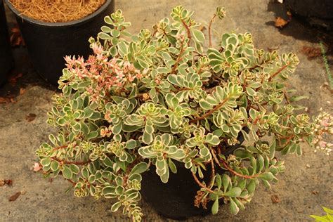 Tricolor Stonecrop | Conifer Kingdom