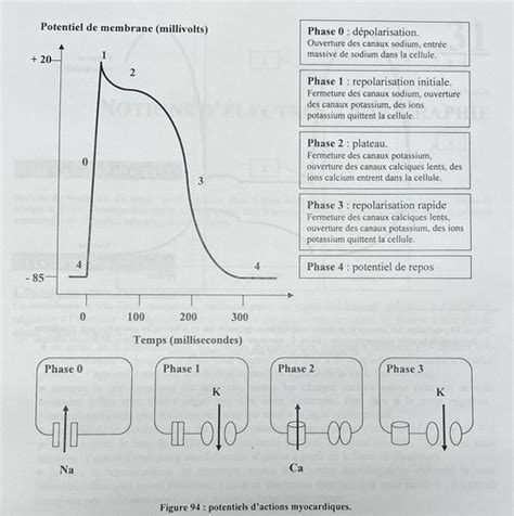 Chapitre Cycle Cardiaque Flashcards Quizlet