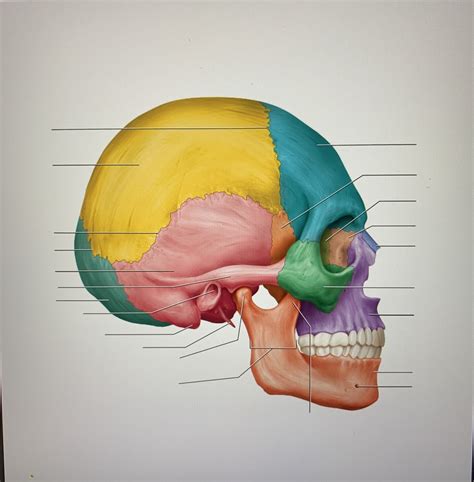 Skull Lateral View Diagram Quizlet