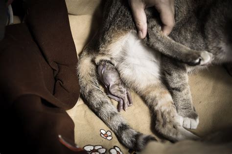 How To Help A Pregnant Cat Give Birth Our Vet Explains What To Do