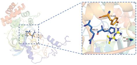 Exploring The Mechanism Of Metformin Action In Alzheimers Disease And