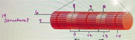 Myofibril Diagram Diagram Quizlet