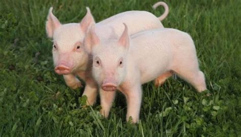 mo thay  heo   nghia gi cac   giup de phat tai