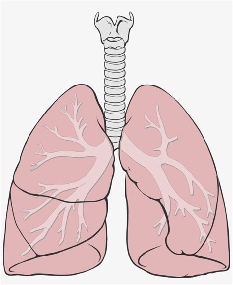 Lung Diagram Lungs Image Simple Lungs Diagram Basic Anatomy And Sexiz ...