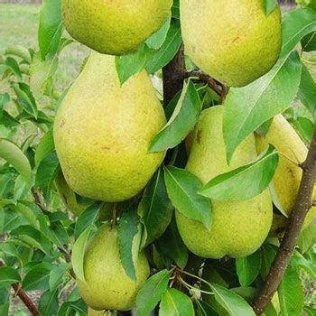 Купить Саженцы колоновидной груши САН РЕМИ, цена 90 грн — Prom.ua (ID ...