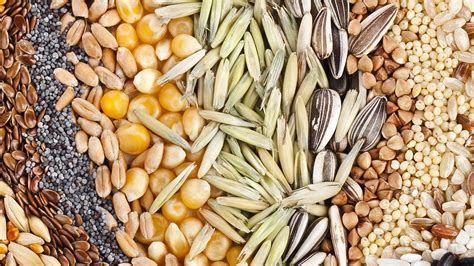 Картинки семян разных растений (Большой выбор фотографий!) - artshots.ru