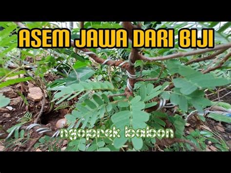 Asem Jawa Dari Biji Ngoprek Bahan Bonsai YouTube