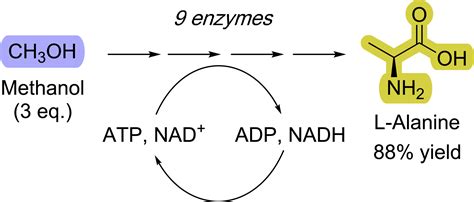 Producing Alanine From Methanol With A New Cell Free Synthetic Pathway