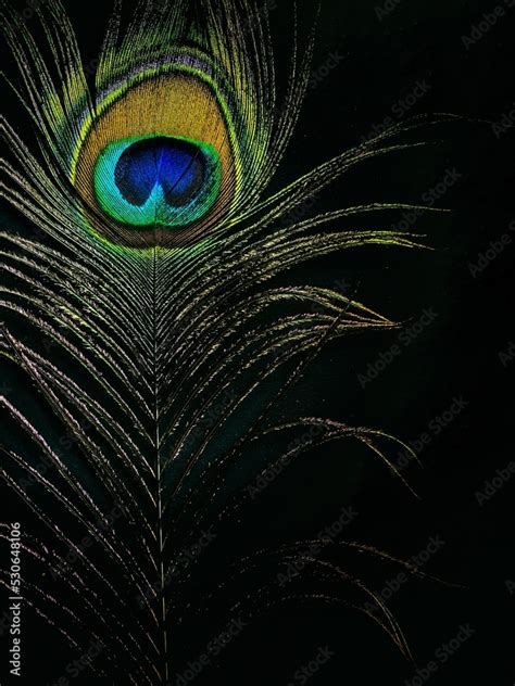 peacock feather close up Stock Photo | Adobe Stock