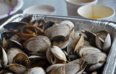 New England Steamed Clams Guide And Recipes New England Today