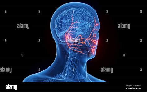 Facial Nerves Illustration Stock Photo Alamy