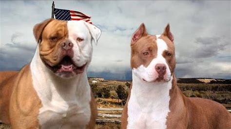 American Bulldog Pitbull Terrier Mix (Bullypit): Size, Character ...