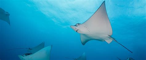 8 Liveaboards in Darwin Island, Galapagos - LiveAboard.com