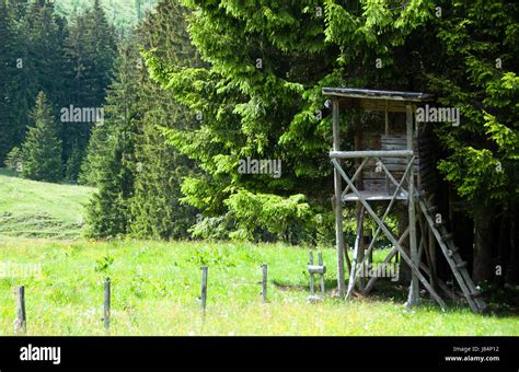 Wood Field Hunt Firmament Sky Meadow Grass Lawn Green Forest Nature