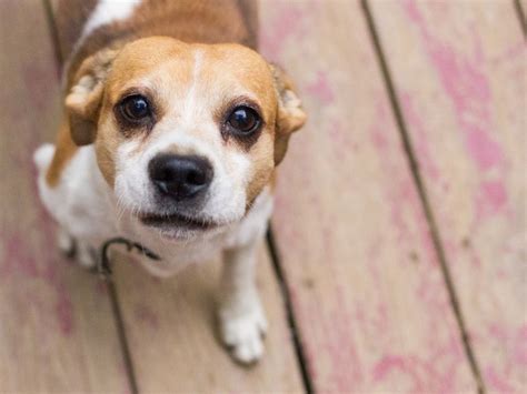 puppy face smithsonian photo contest smithsonian magazine