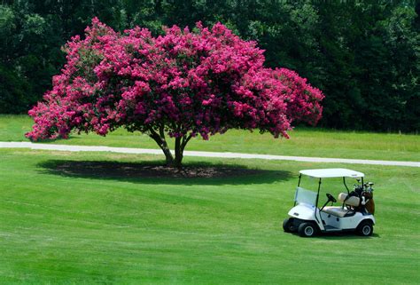 Crape Myrtle Bonsai How To Take Care Of A Bonsai Tree