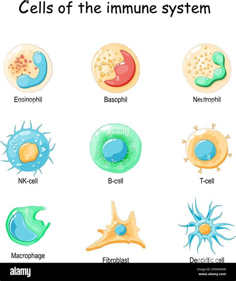 Cells Of The Immune System White Blood Cells Or Leukocytes Eosinophil