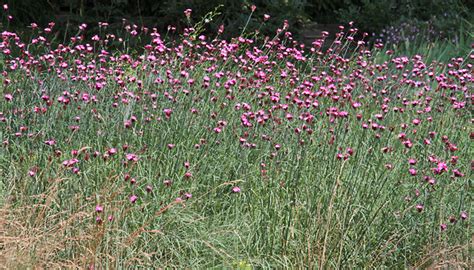 Blütenpflanzen Caryophyllaceae Nelkengewächse