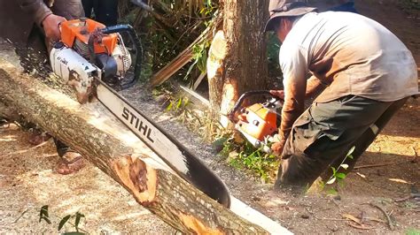 Extremely Men Tree Felling Down And Faster Splitting Skill With Wonderful Chainsaw Machinery