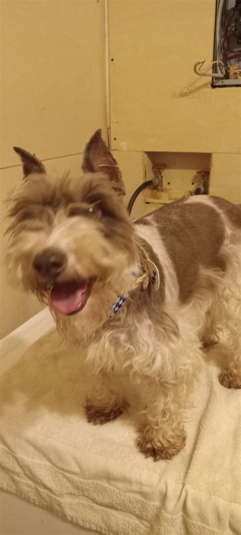Dog for Adoption - Lucas Schnauzer, a Miniature Schnauzer in Muldrow, OK | Alpha Paw