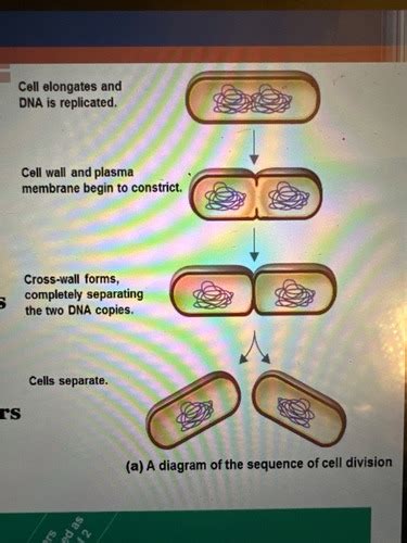 Chapter 9- Microbial Growth ( Growth of Cultures ) Flashcards | Quizlet