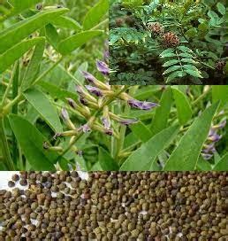 Jammu And Kashmir Medicinal Plants Introduction Centre Liquorice