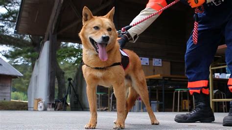 【写真 15枚】広島市の土砂災害で活躍した救助犬・夢之丞 Mantanweb（まんたんウェブ）