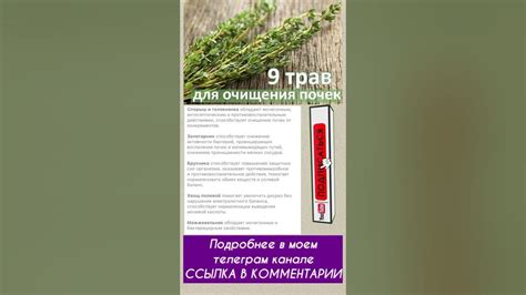 ТРАВЫ, ПОЛЕЗНЫЕ ДЛЯ ПОЧЕК - YouTube