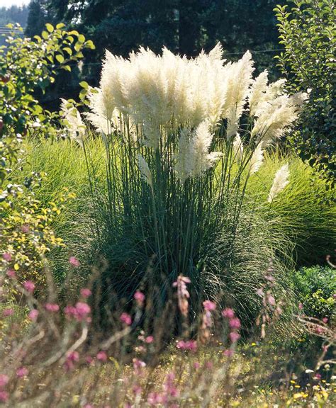 21 Ornamental Grasses to Add Unbeatable Texture to Your Garden