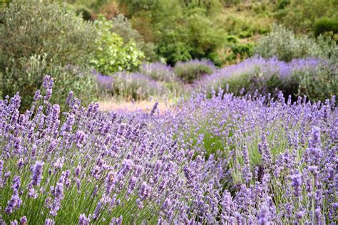 Ne tardez plus à cueillir la lavande 7 idées pour utiliser les fleurs