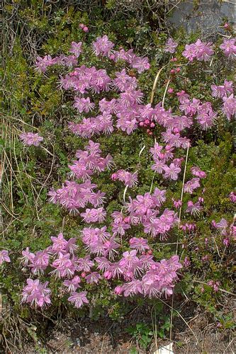 Rhodothamnus-chamaecistus_20 | Rhodothamnus chamaecistus (L.… | Flickr