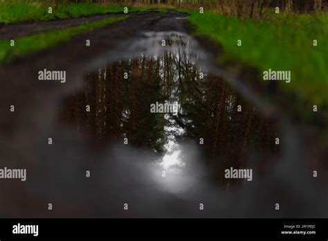 Puddle On A Muddy Forest Road For Forestry Vehicles Hi Res Stock