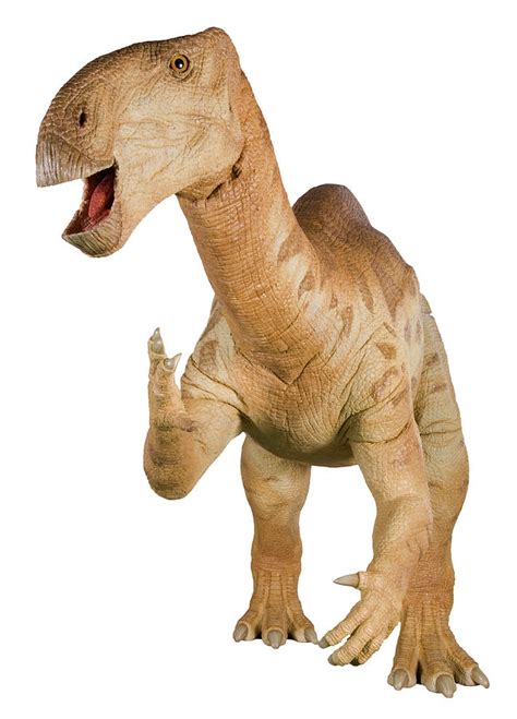 Iguanodon Dinosaur Model Photograph By Natural History Museum London