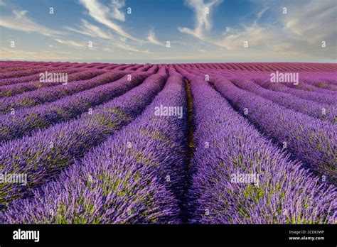 valensole  res stock photography  images alamy