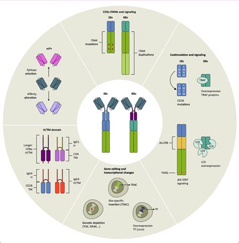 Structural Evolution Of Z And Bbz Chimeric Antigen Receptor Car