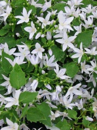 Campanula Poscharskyana Addenda White Star White Star