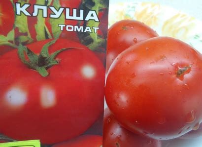 Помидор Клуша - описание сорта с фото, характеристика Урожайность ...
