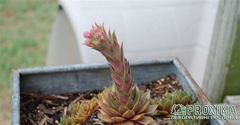 Молодило покрівельне Джулія, Sempervivum tectorum Julia, ціна, купити ...