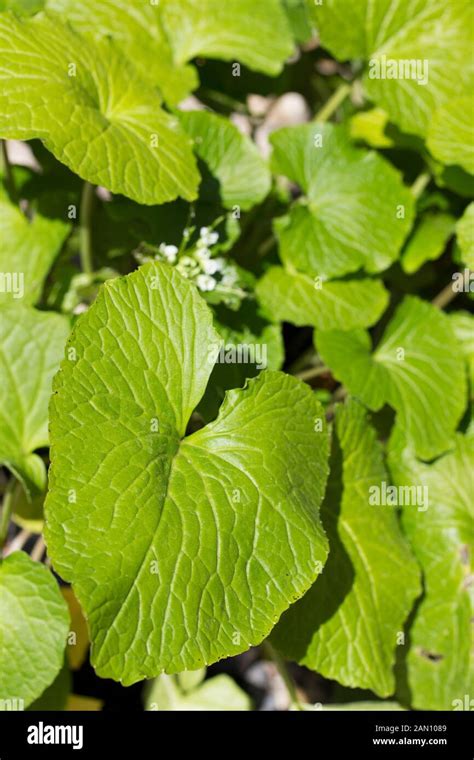 WASABIA JAPONICA (WASABI Stock Photo - Alamy
