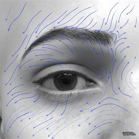 Anatomy For Sculptors - Direction of hair growth