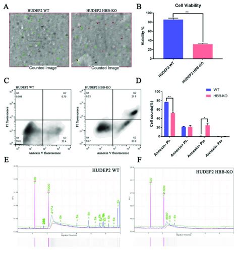 Cell Viability And Apoptosis Analysis Of Hudep Hbb Ko And Hudep