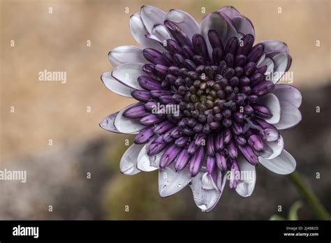 Osteospermum « 3D Blueberry Shake » Stock Photo - Alamy