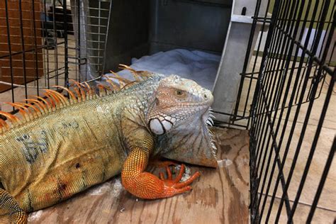 Giant Iguana Being Nursed Back To Health in Florida - Emagazine.com