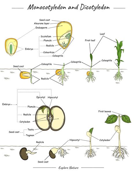 Premium Vector | Monocotyledon and dicotyledon corn and bean seed